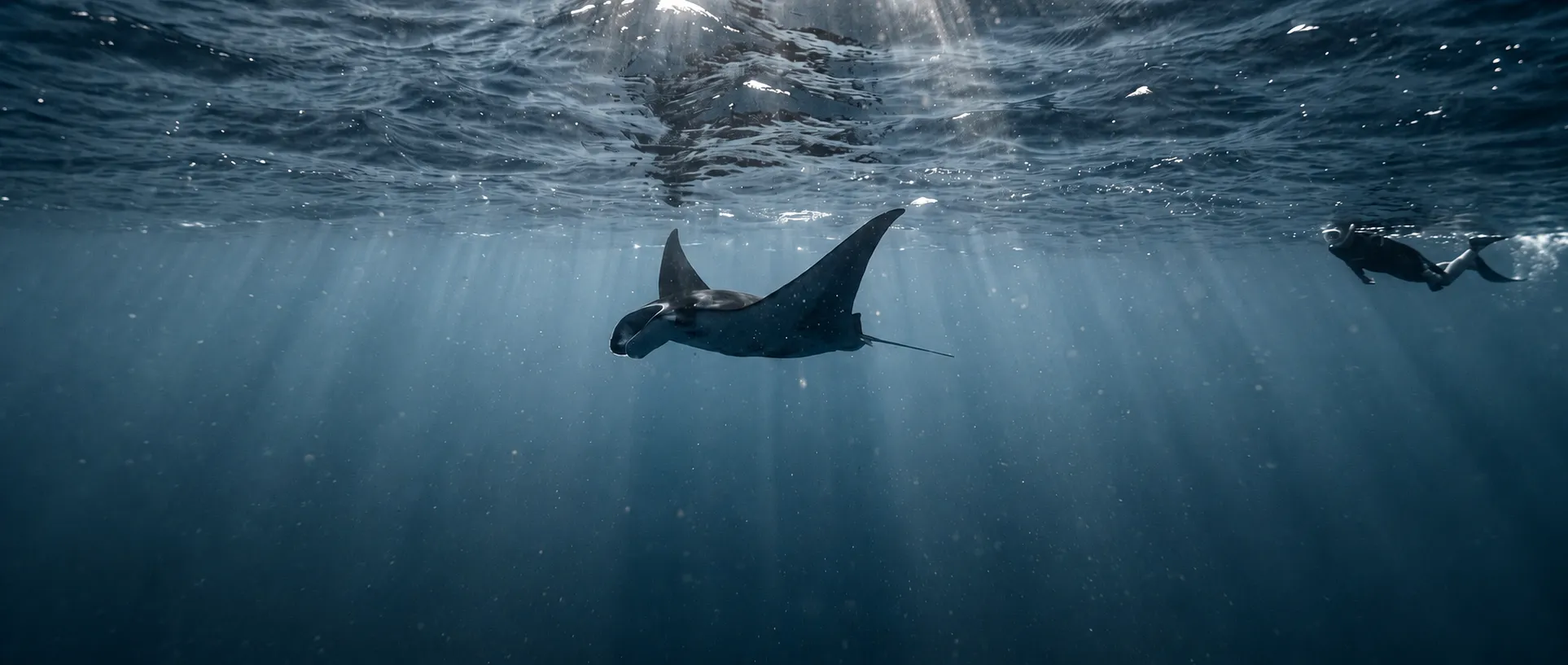 Manta rays feeding near the surface in plankton-rich water, a snorkeller small beyond.
