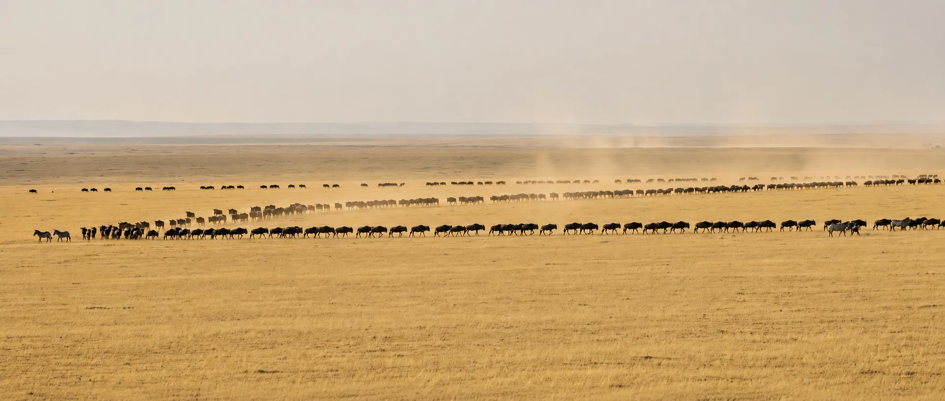 Wildebeest and zebra herds strung in a long line across open golden grassland, dust rising behind.
