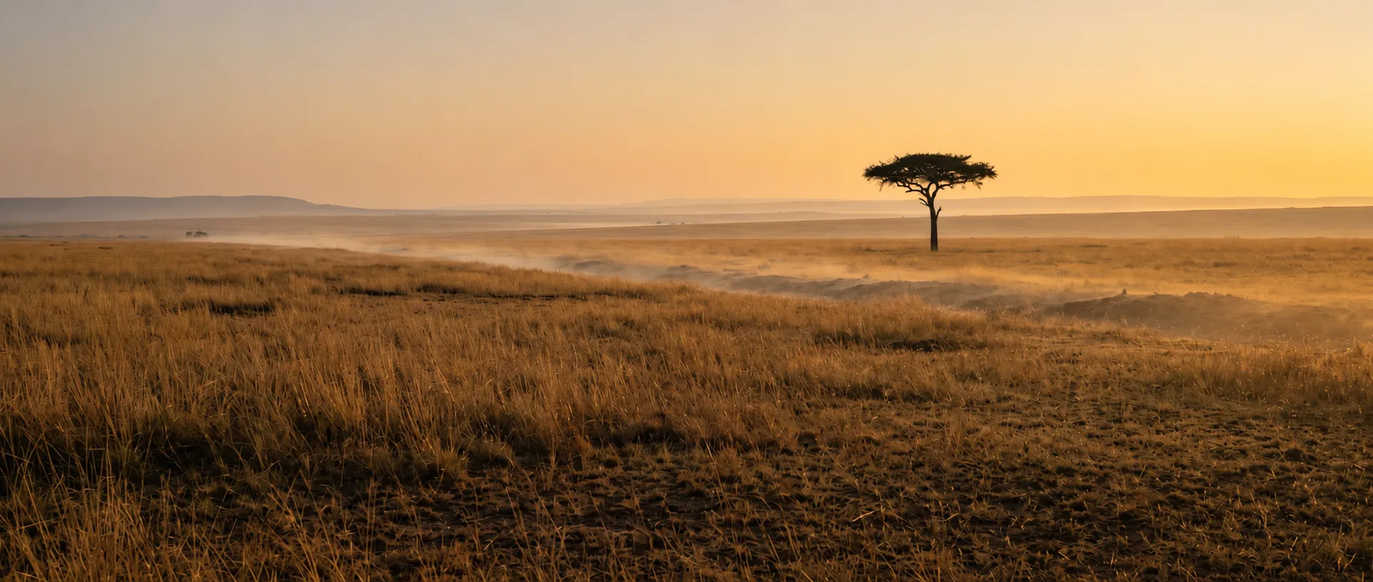 Open savannah plains at dawn with a lone acacia, low mist across the golden grass.